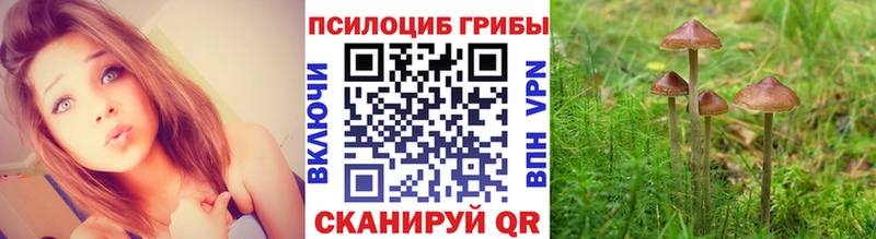 Галлюциногенные грибы Psilocybe  mega ССЫЛКА  Славгород 